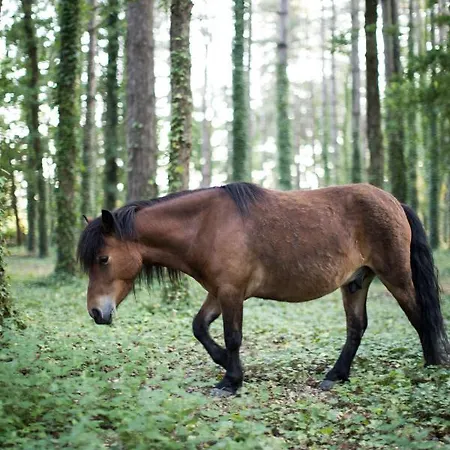 Domaine De Pan Saint-Lyphard