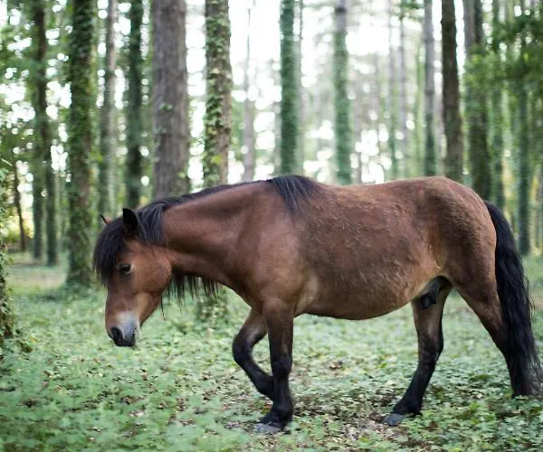 Domaine De Pan Saint-Lyphard